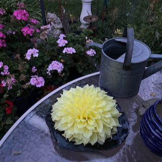 zen plate with dahlia